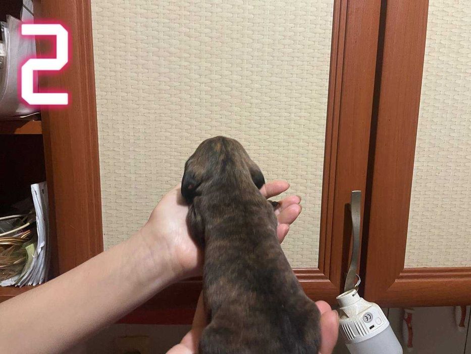 Тигровые чистокровные щенки мини таксы/тигрові цуценята міні