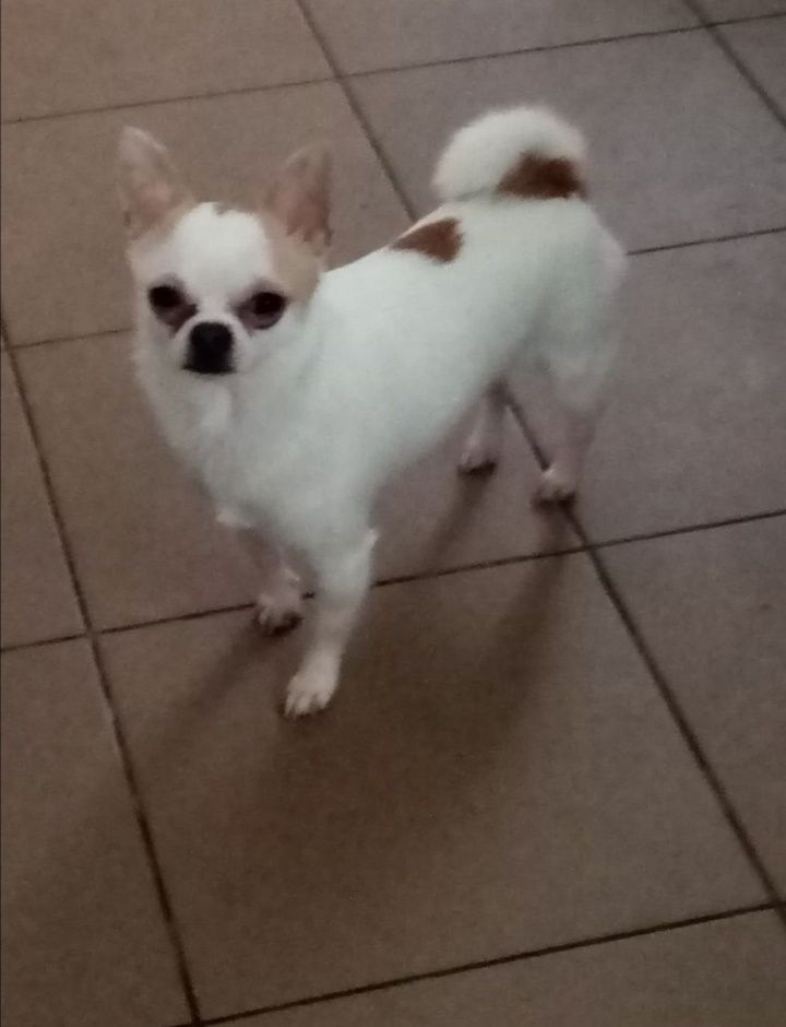 Chihuahua suczka długowłosa
