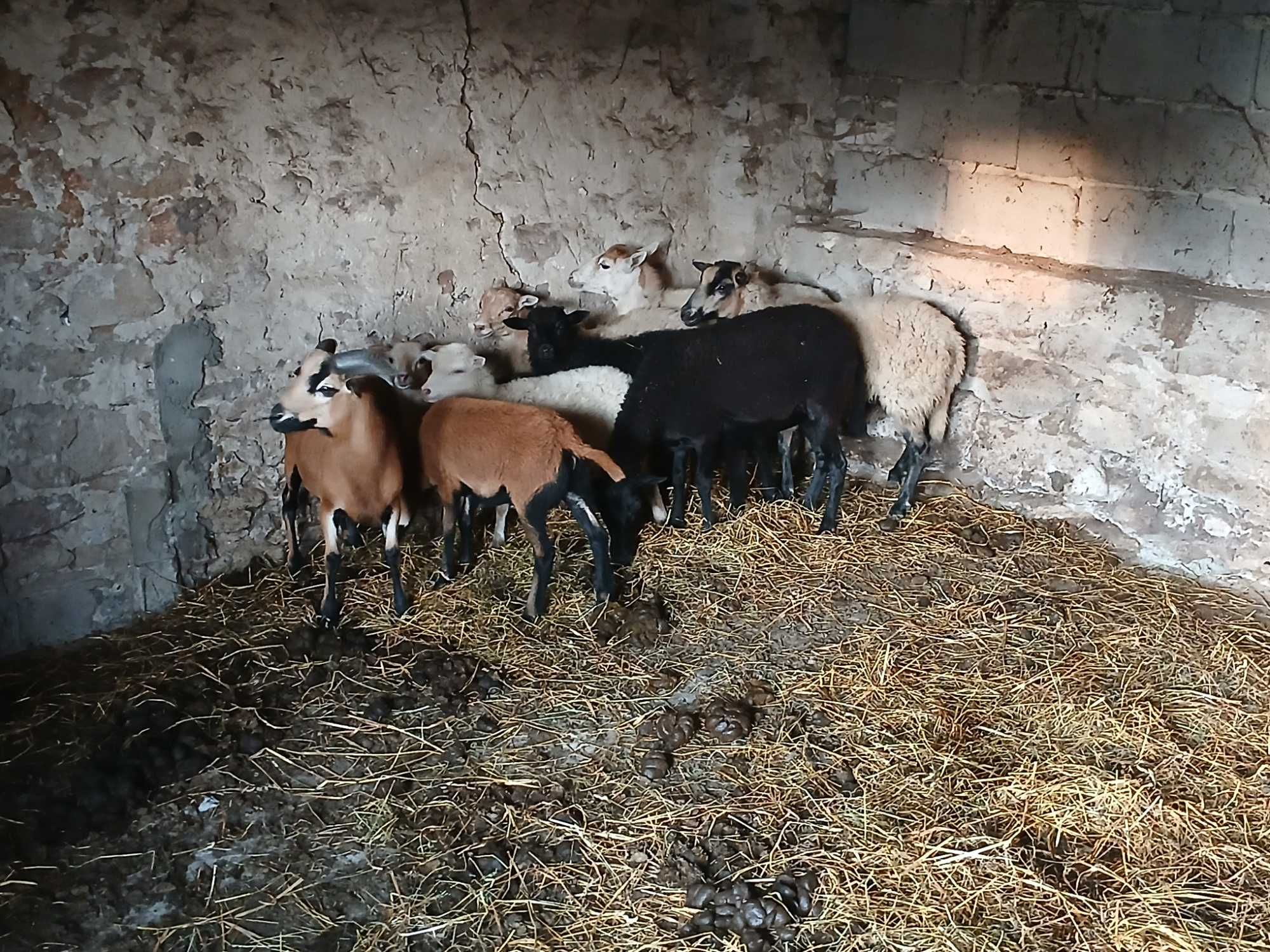Mlode owce i baranki