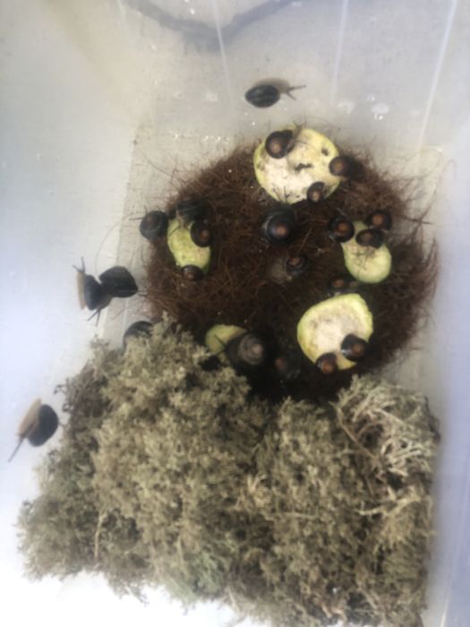 Караколус Экселенс