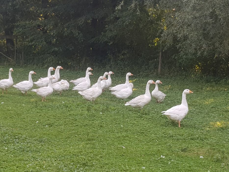 Gęsi i Gąsiory ekologiczne