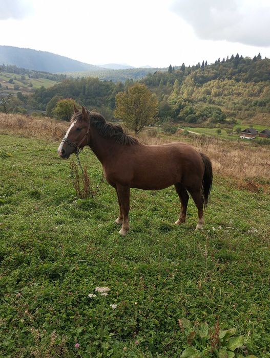 Продається кінь і кобила