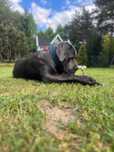 Cane Corso suczka błękitna im. Zara ur.06.09.2024