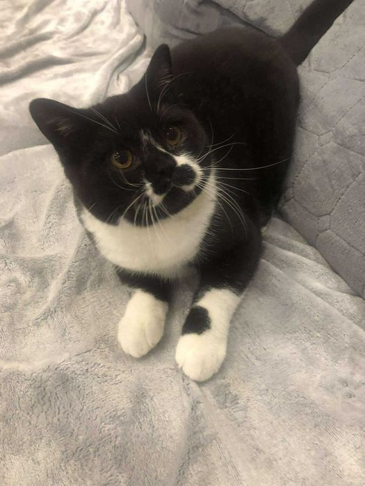 kocur brytyjski z prawdziwym rodowodem Felis Polonia