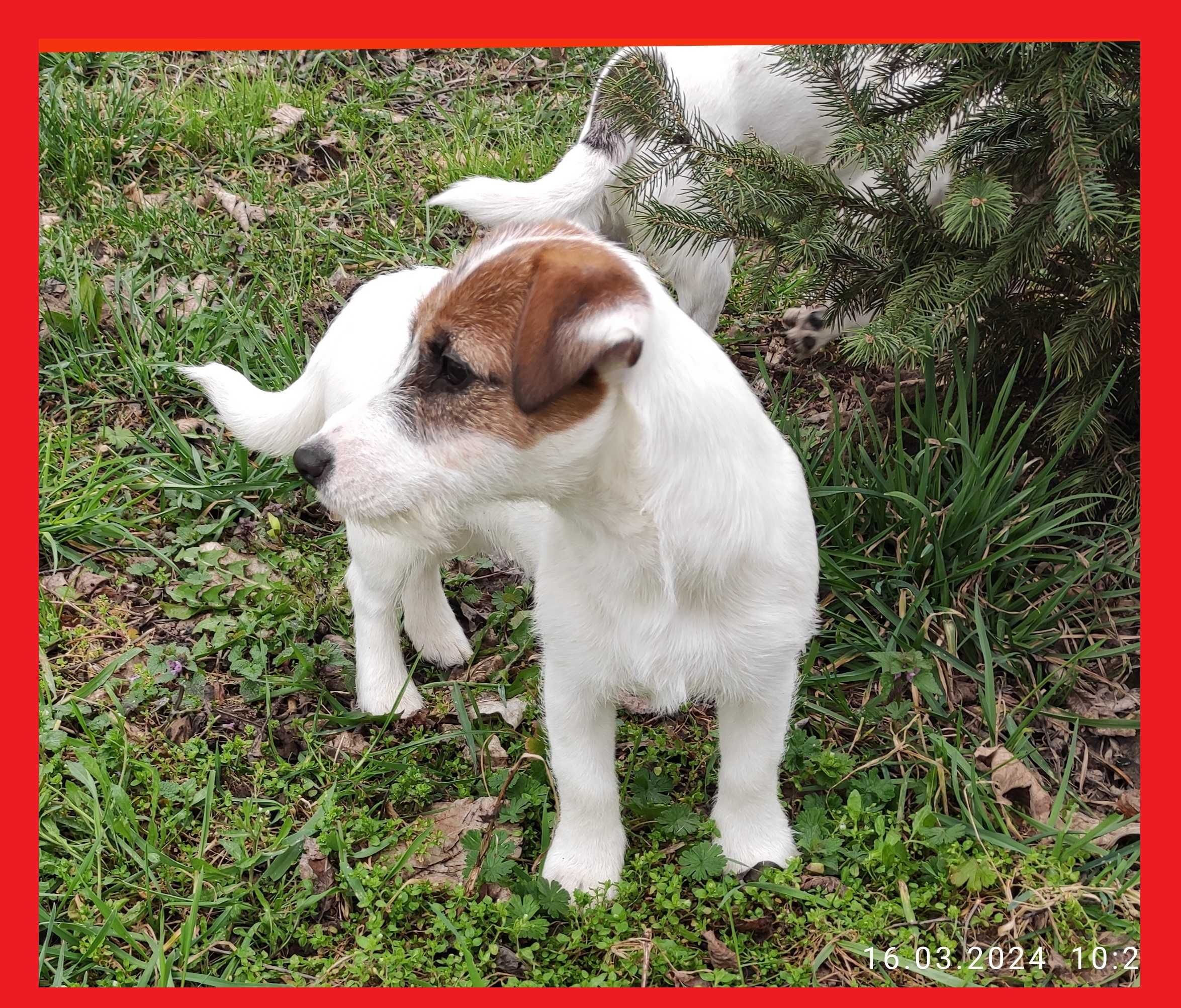 Jack Russell Terrier ZKWP FCI 6 miesięczna suczka