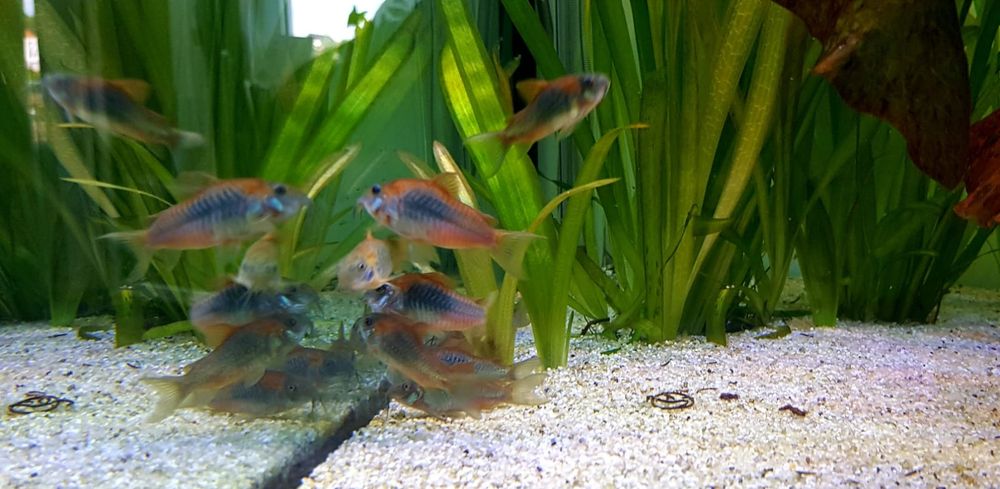 Kirysek Orange Venezuela / Wenezuela