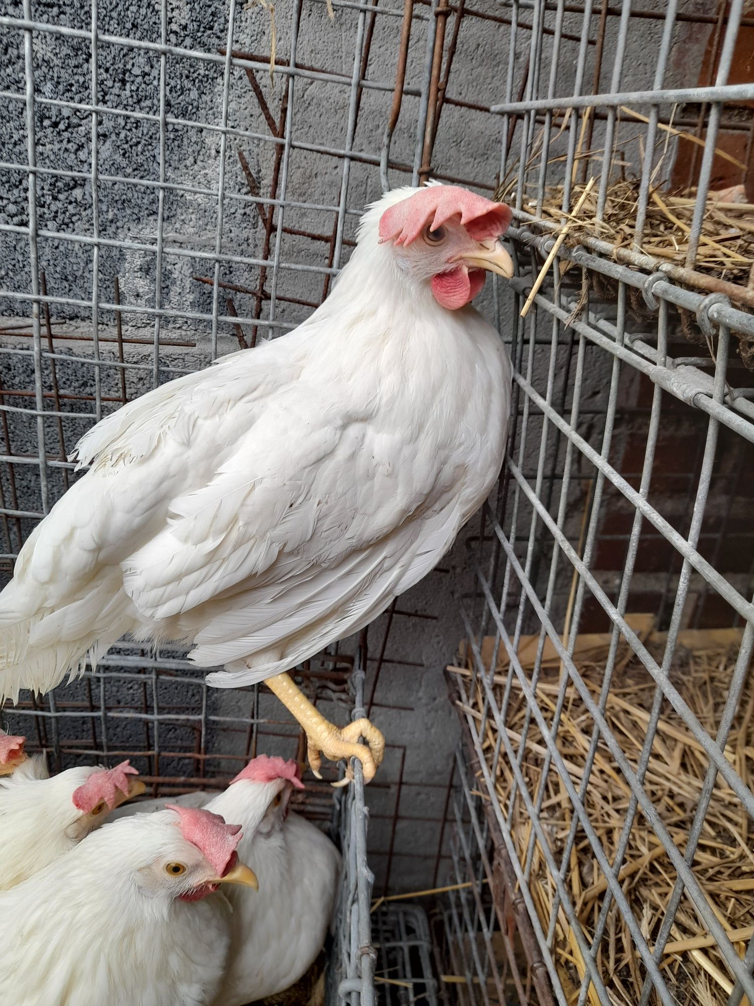 Kury Leghorn 22 tyg z jajkiem Nioski