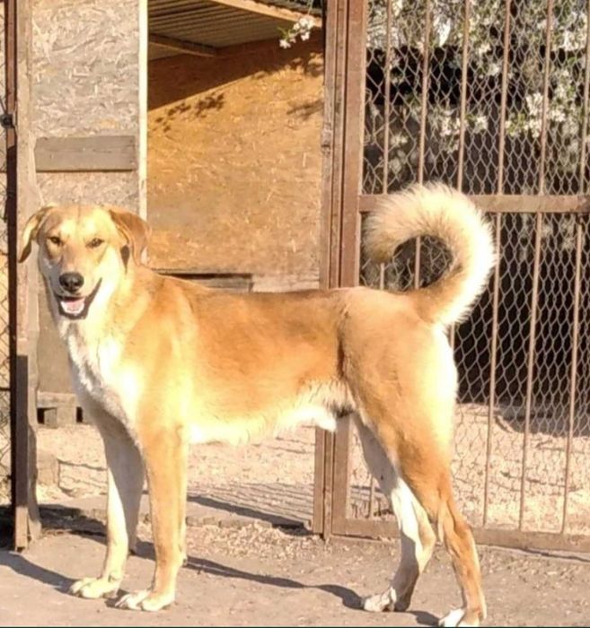 Отдам даром в добрые руки собаку метис лабрадора и овчарки