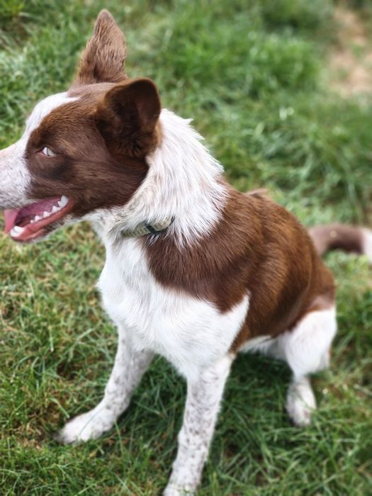 Border Collie - suczka Wrocław.