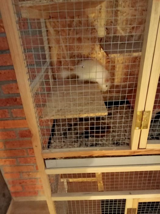 Szynszyl szynszyla szynszyle mozaika