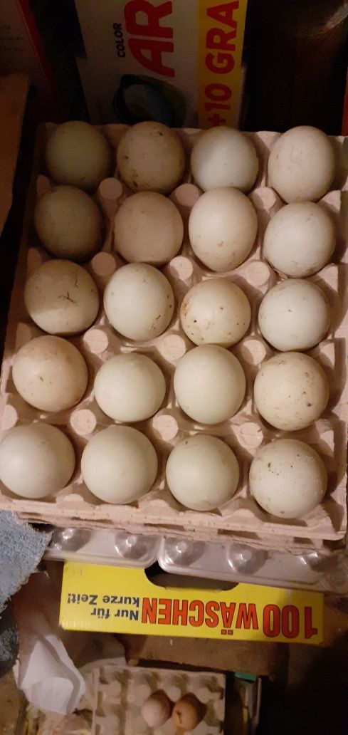 Jaja kaczek biegusów indyjskich