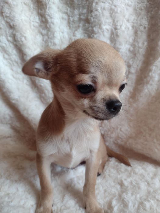 Chihuahua suczka krótkowłosa  ZKwP FCI