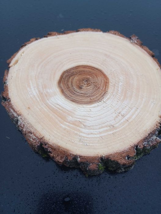 Plaster drewna Wierzba krążek 10-15 cm 2cm