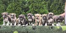 American staffordshire terrier Amstaff