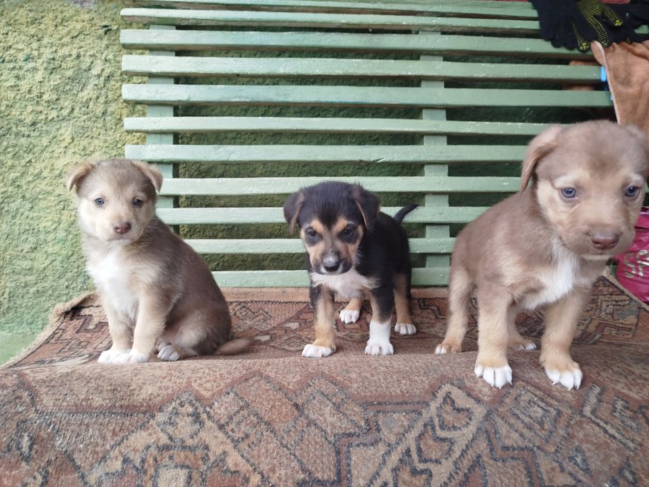 Віддам цуценят у добрі руки!