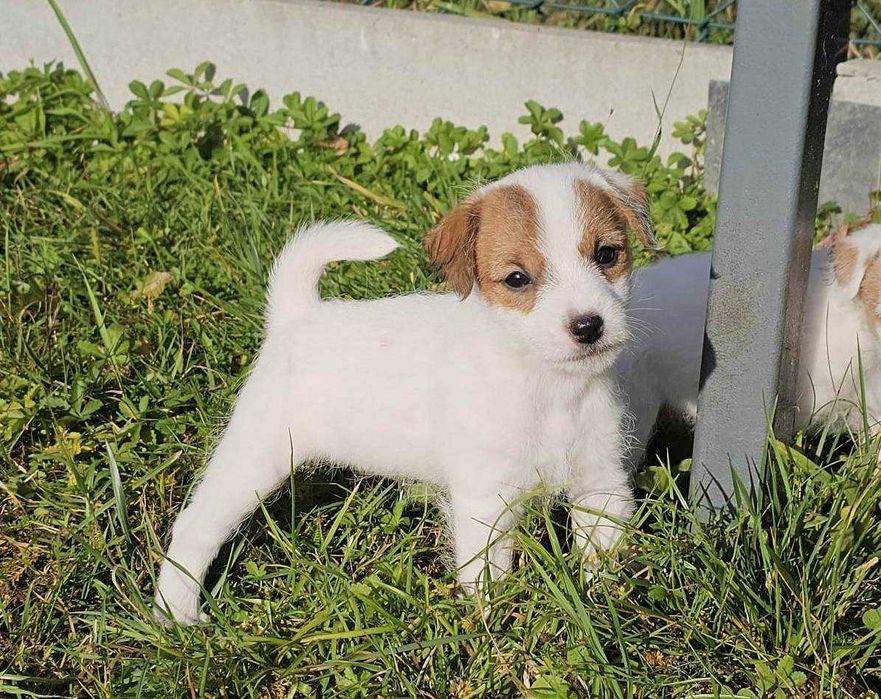 Suczka FCI szczenię Parson Russell Terrier