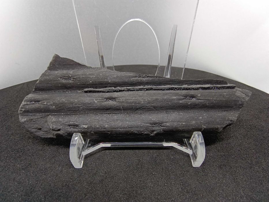 Skamieniałość Karbońska - Kora Sygilarii z Pirytem