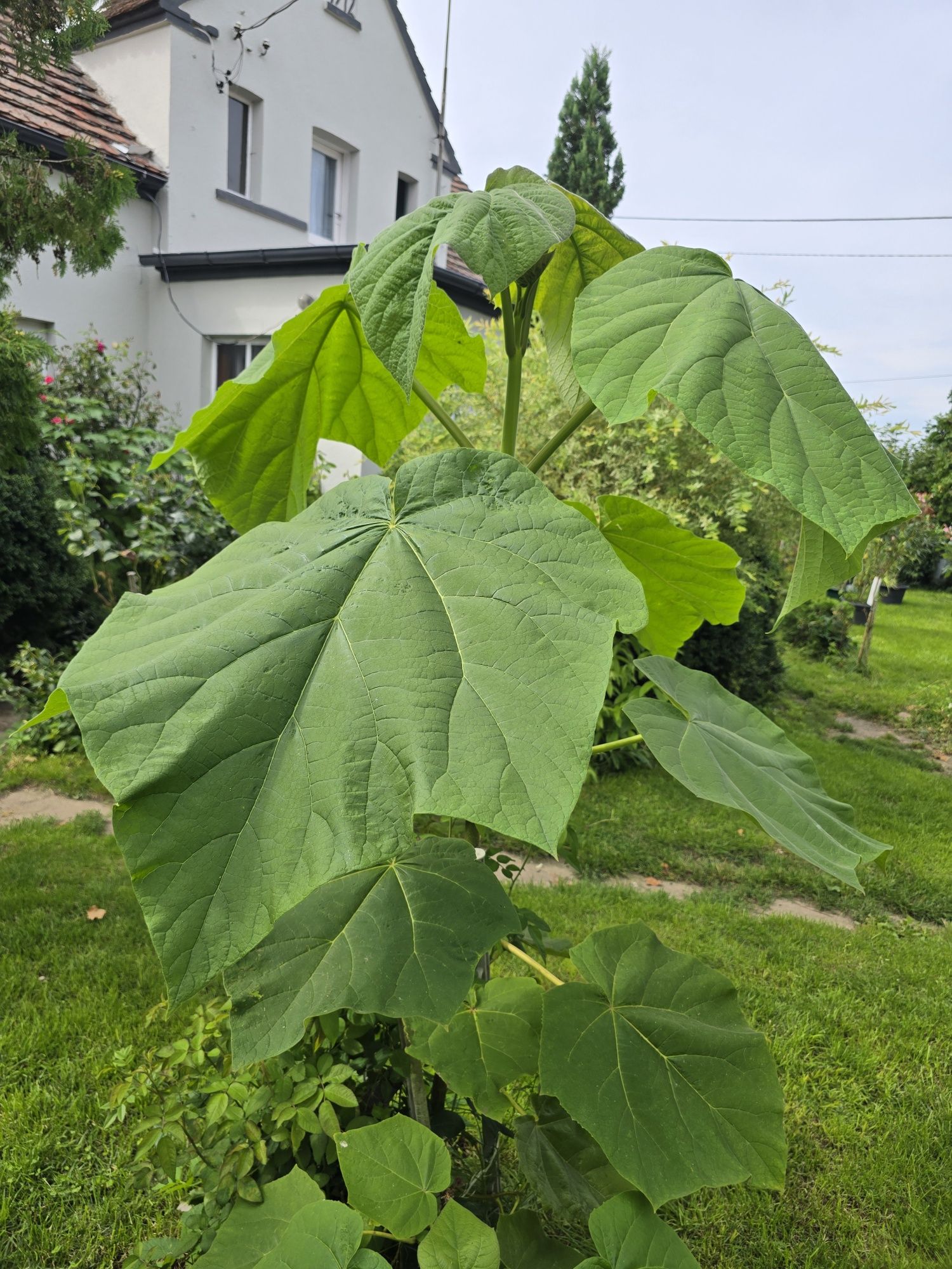 Drzewo tlenowe paulownia