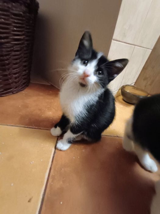 Oddam za darmo 3 młode kociaki