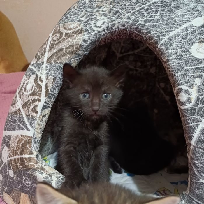 Котята шукають люблячу родину