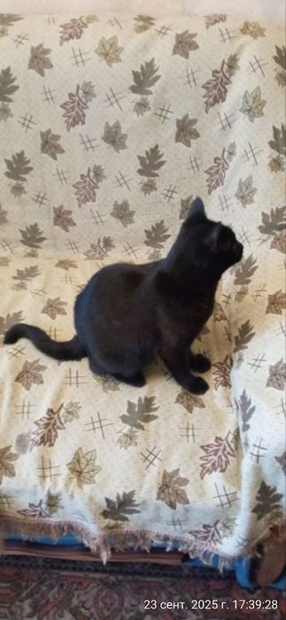 Домашняя кошка умерла хозяйка