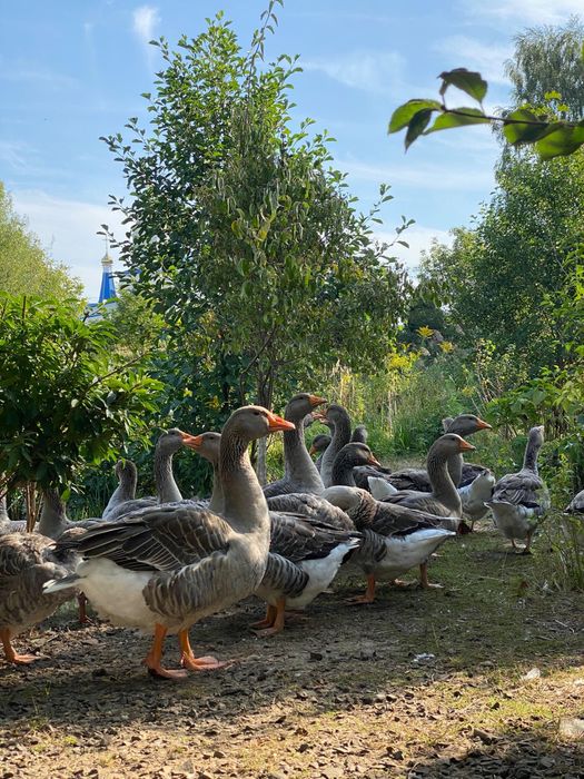 Гуси велика сіра. Велика сіра гуска.