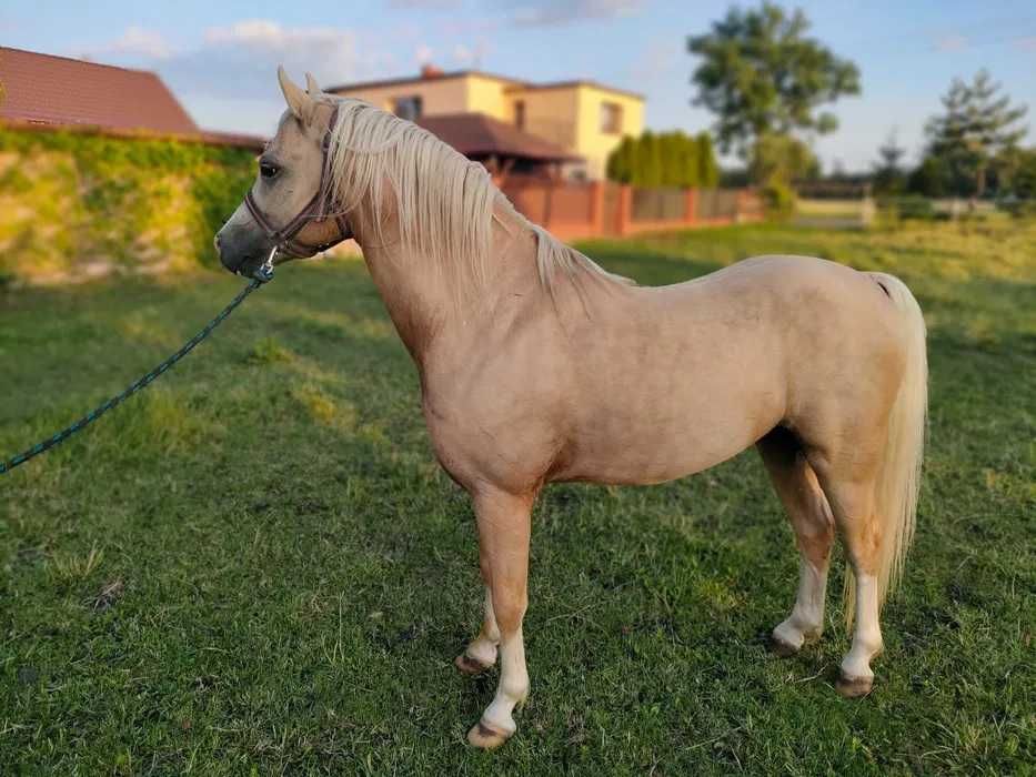 kuc walijski ‼️ 2 lata ‼️ WELSH COB PONY kucyk MEGA GŁOWA dla dzieci