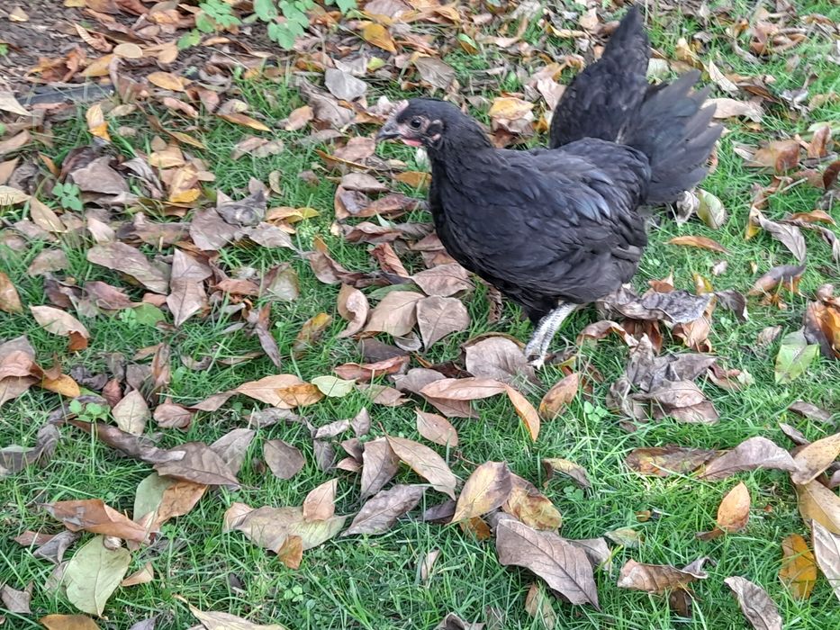 Młody kogut rasy australorp