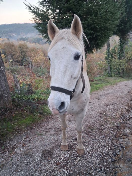 Vendo égua cruzada de Lusitano