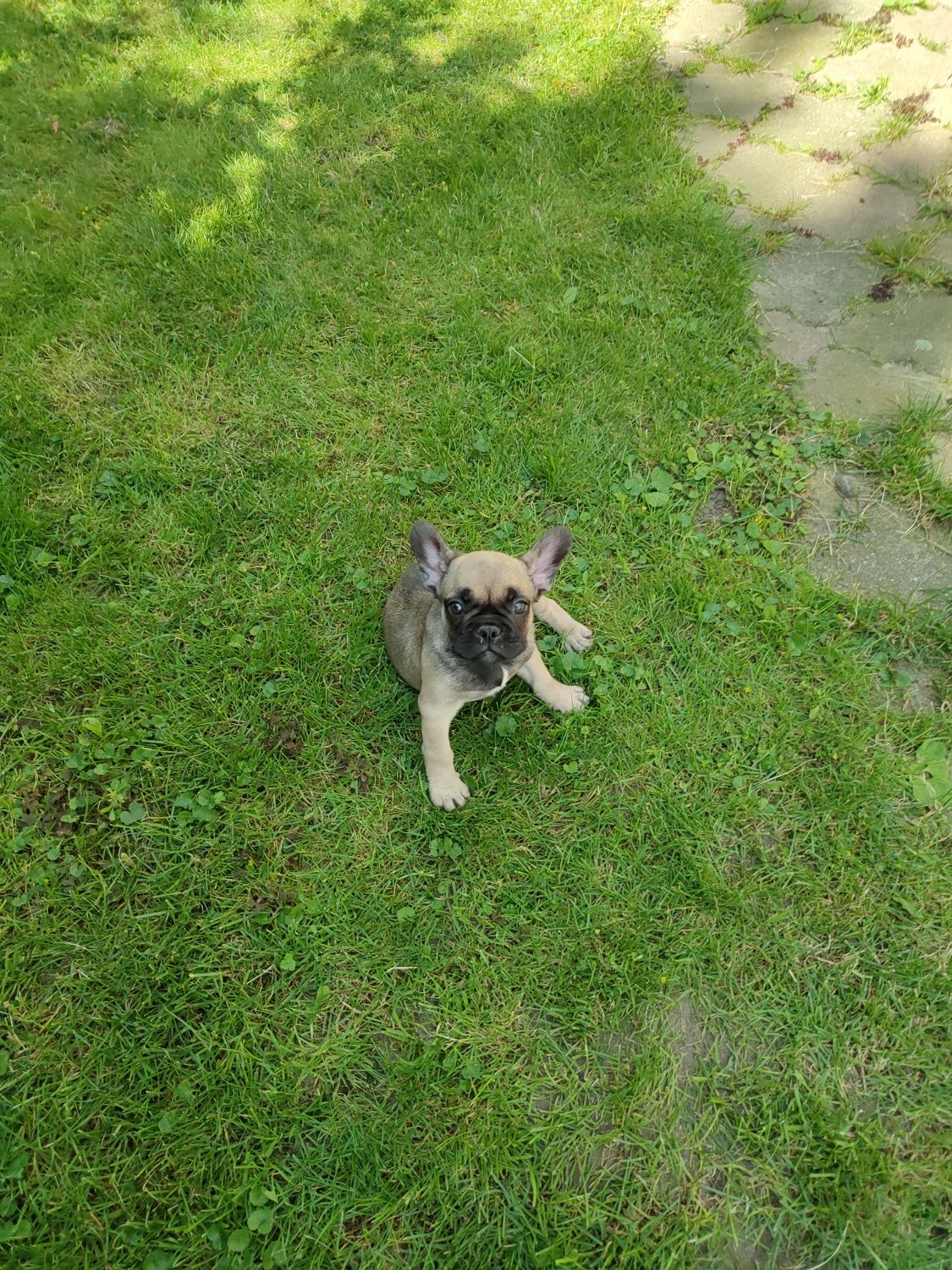 Buldog Francuski