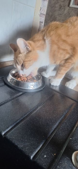 Kocurek 2 lata wykastrowany