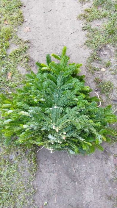 Zestaw gałązek 15-90cm