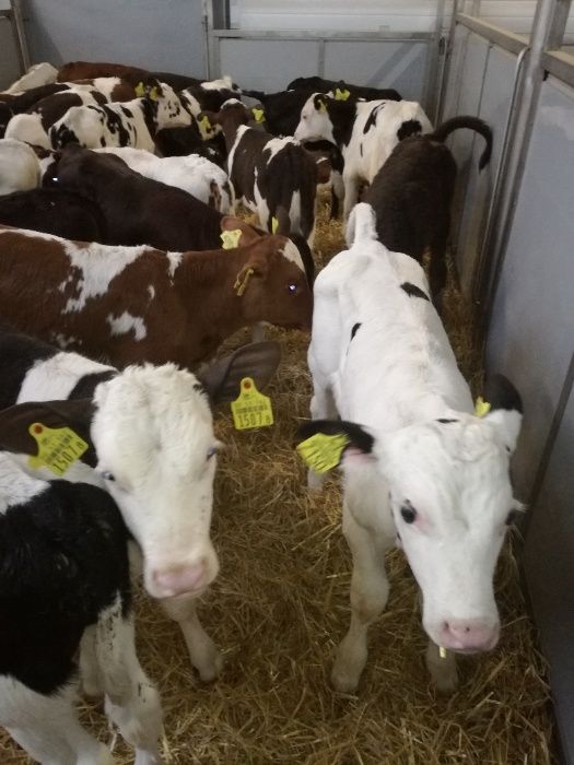 Jałówki Byczki polskie GLINOJECK