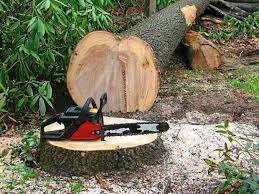 Wycinka drzew - Tanio, szybko i profesjonalnie. Odśnieżanie