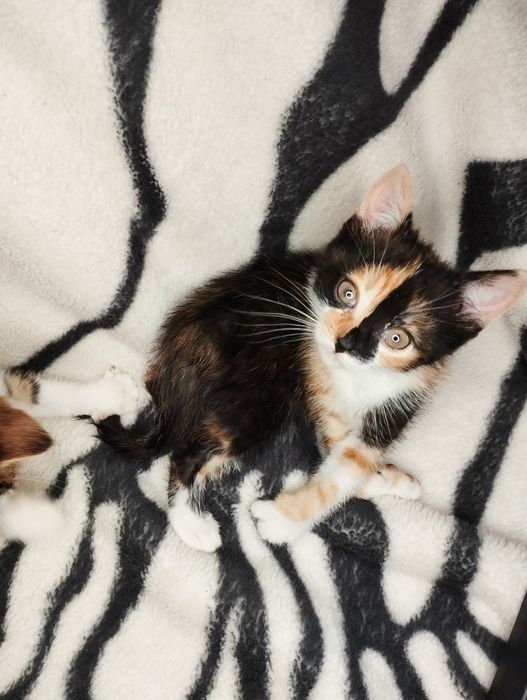 Oddam małe kotki w dobre ręce