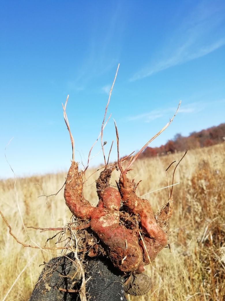 Корінь калгана з Карпат, калган, перстач,650 грн/1 кг (сухий).