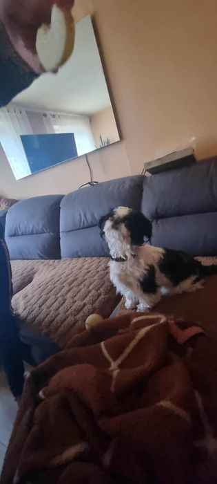 Shih tzu sunia przytulas