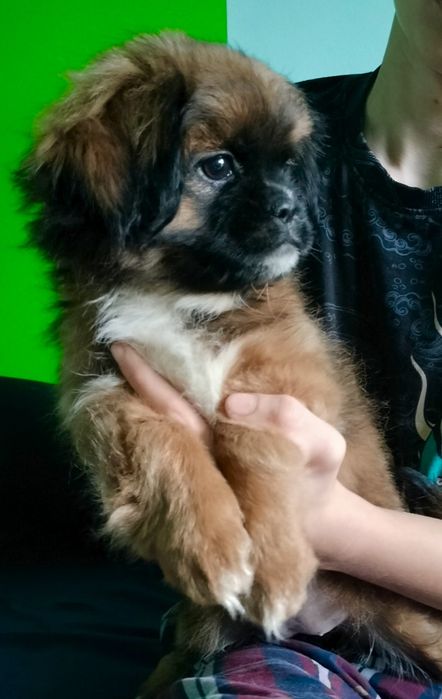 Brązowa suczka Shih Tzu