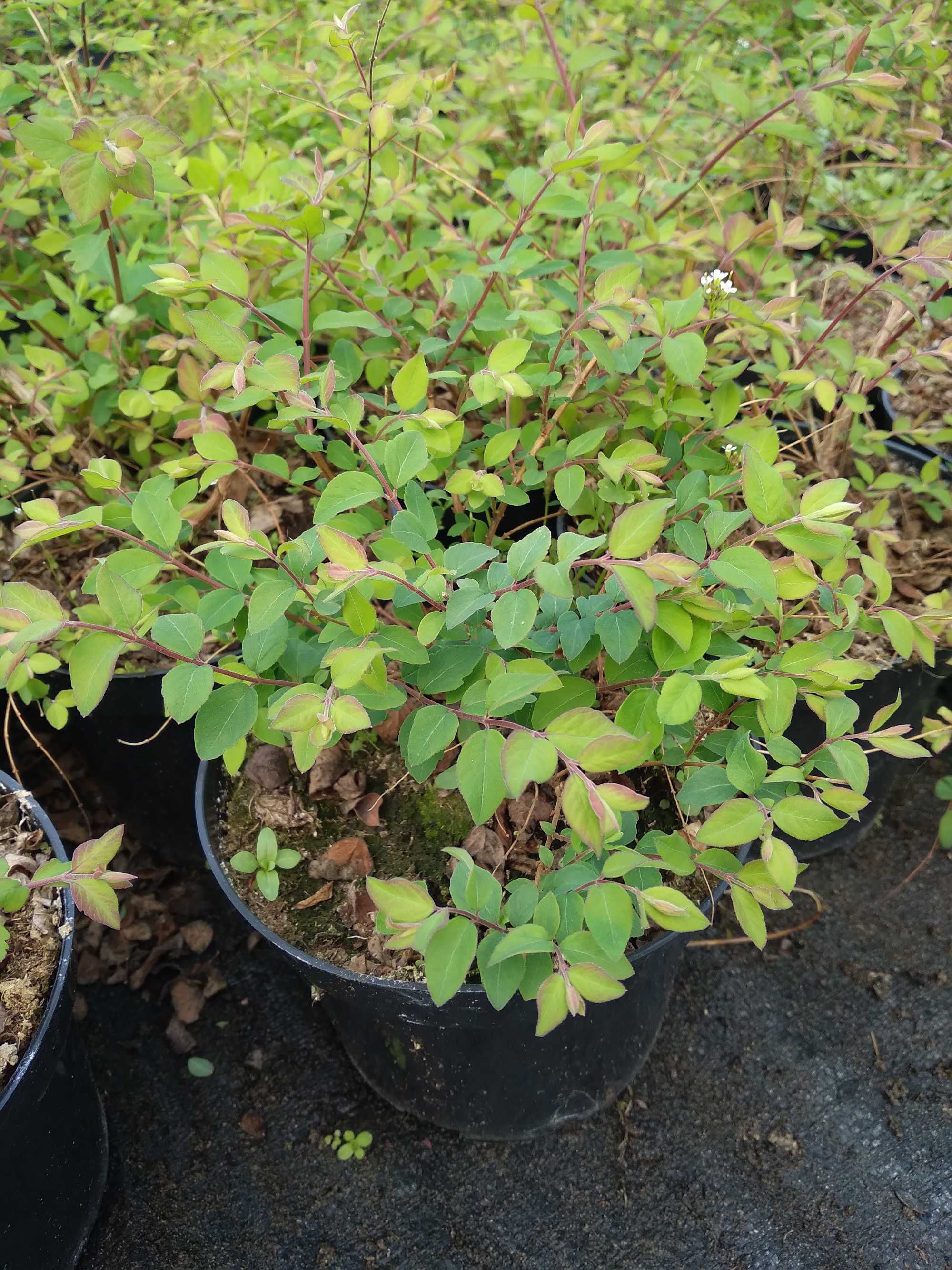 Śnieguliczka  'Hancock', Symphoricarpos ×chenaultii 'Hancock'