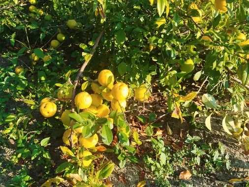 pigwowiec japoński pigwa