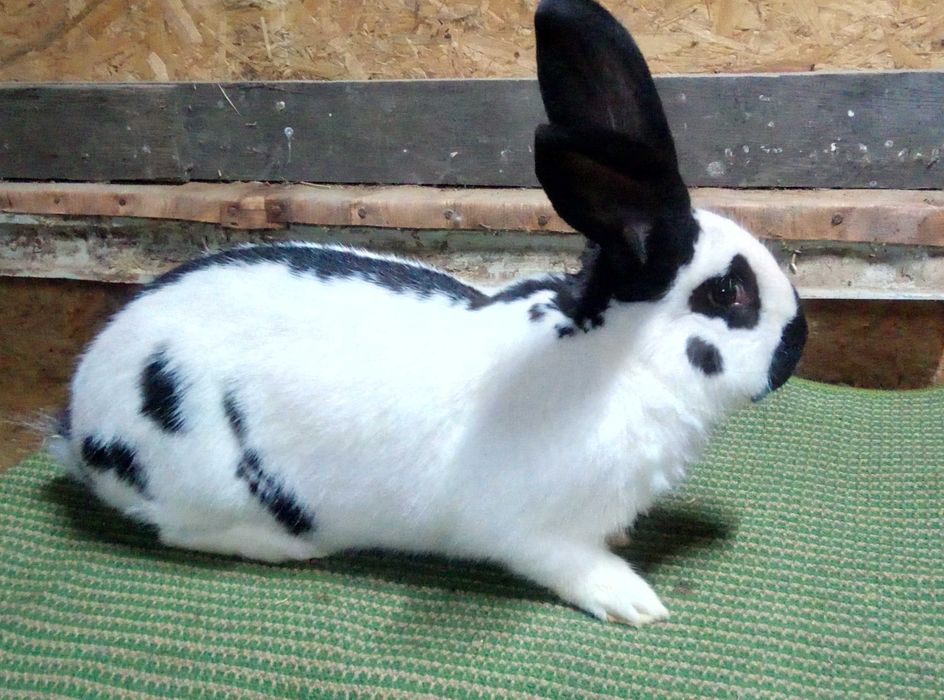 Srokacz niemiecki (samiec)