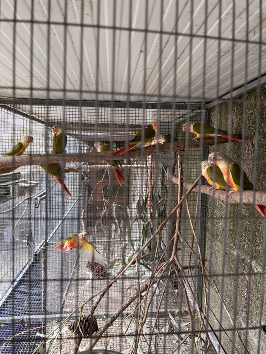 Pyrrhuras molinae pineapple sexadas