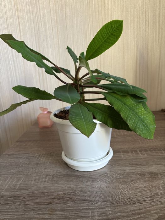 кімнатні квіти дешево алоє, молочай, цикас, пальма