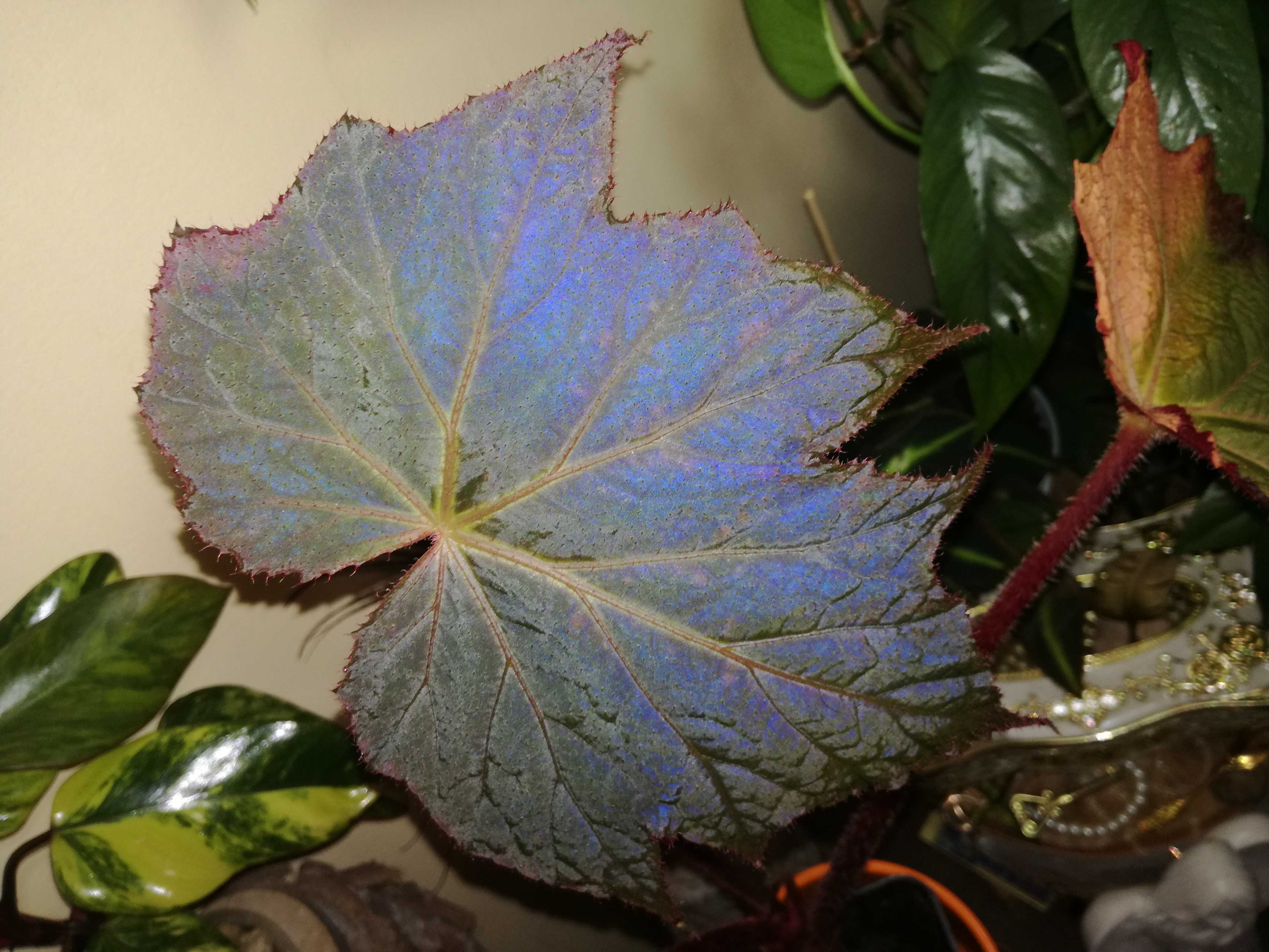 Begonia Harvest Moon - Moonshine variegata blue monstera philodendron
