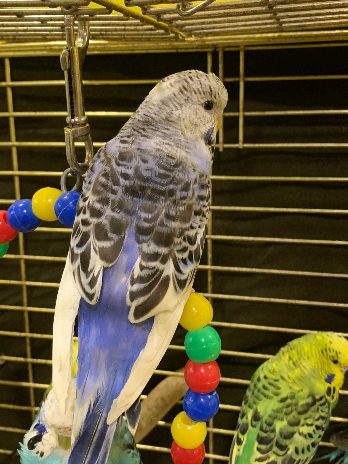 Выставочный волнистый попугай ЧЕХ – лучший говорун