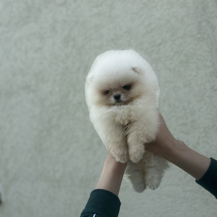 Хлопчик шоу класу тип ведмедика