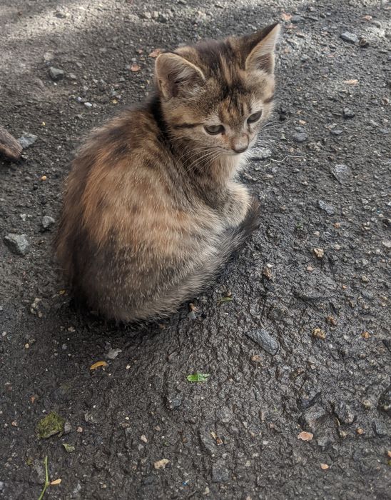 Кошеня віддам безкоштовно