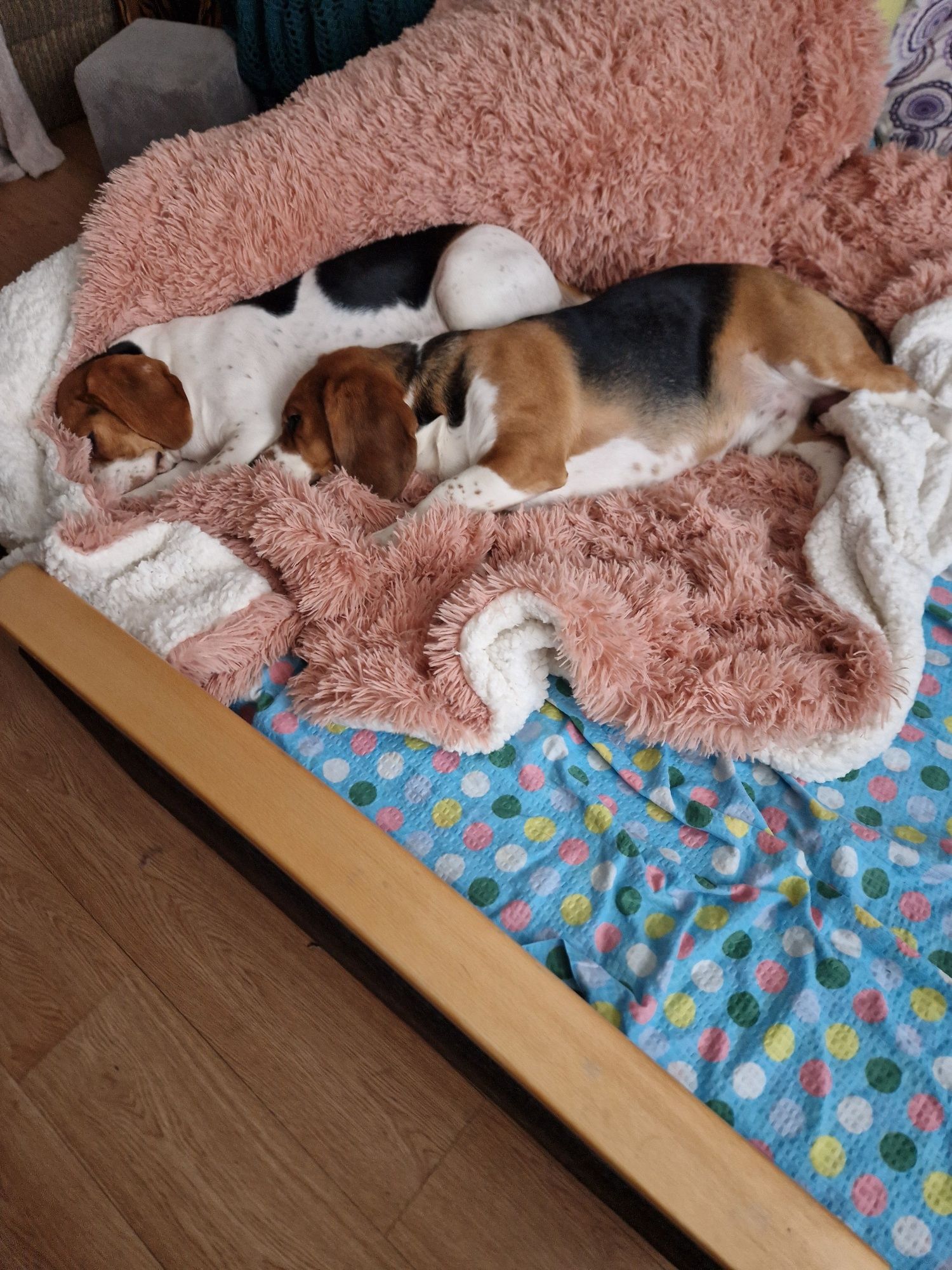 Oddam parę psów, dobre ręce