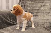 Cavalier King Charles Spaniel ( piesek )