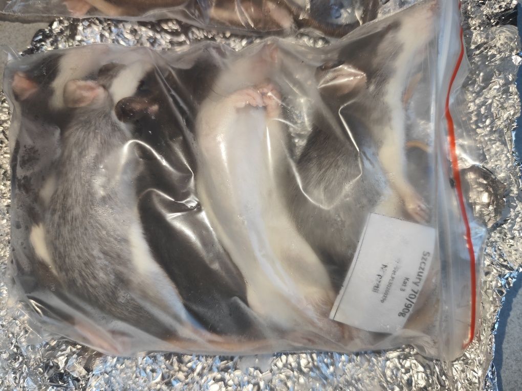mrożone szczury 70/90g